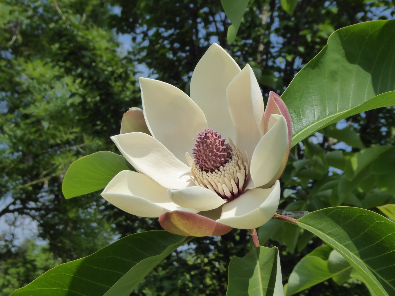 magnolia obovata lydia